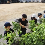 11.26大根収穫 (3).JPG